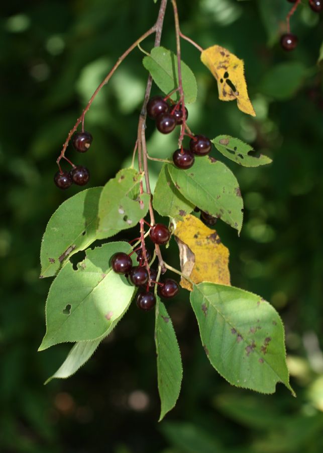 Rosaceae Prunus pensylvanica
