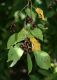 image of Prunus pensylvanica