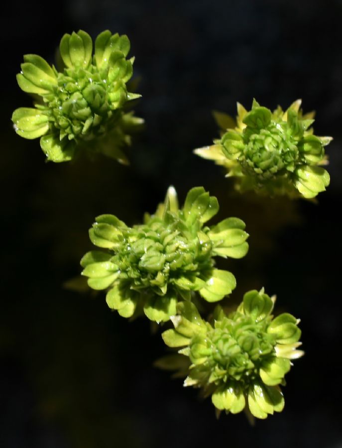 Lycopodiaceae Huperzia appressa