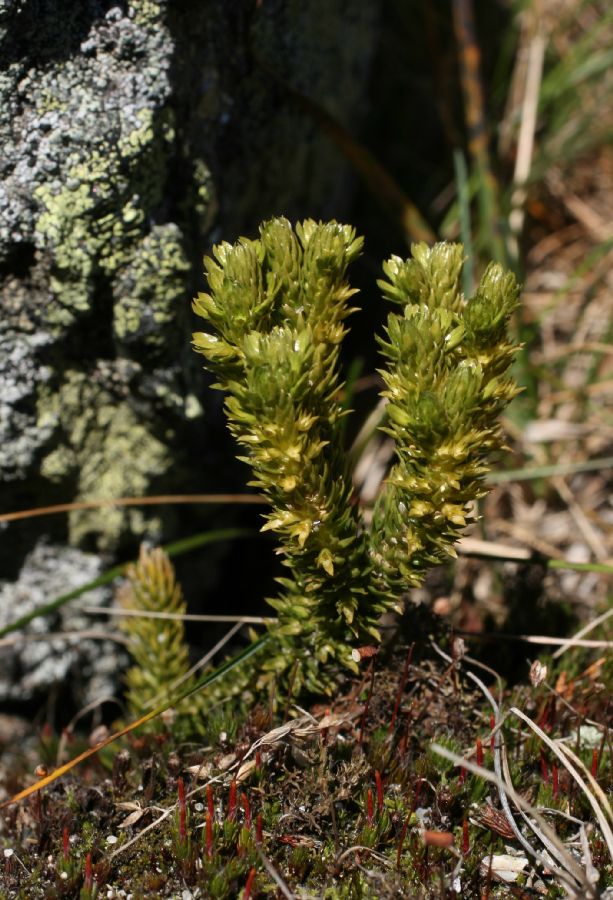 Lycopodiaceae Huperzia appressa