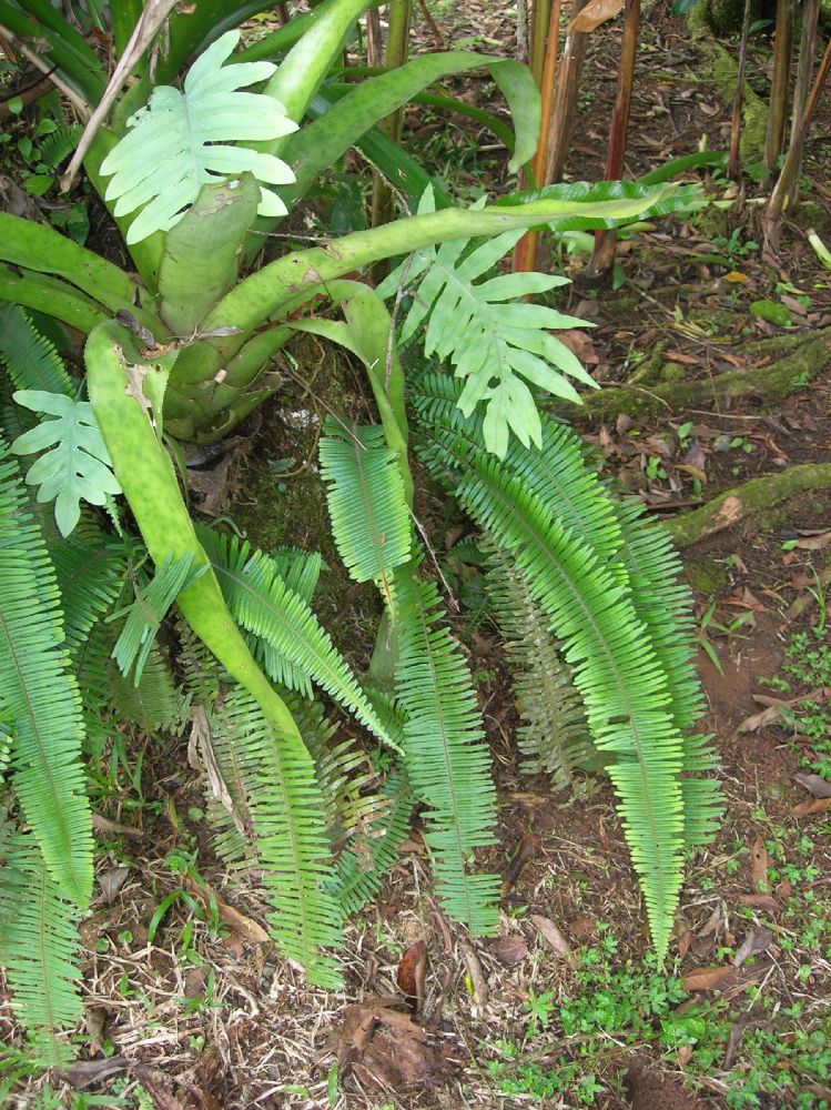 Polypodiaceae Pecluma camptophyllaria