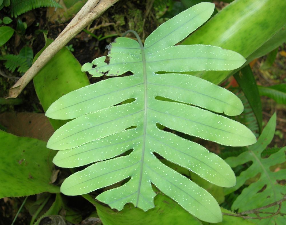 Polypodiaceae Phlebodium pseudoaureum