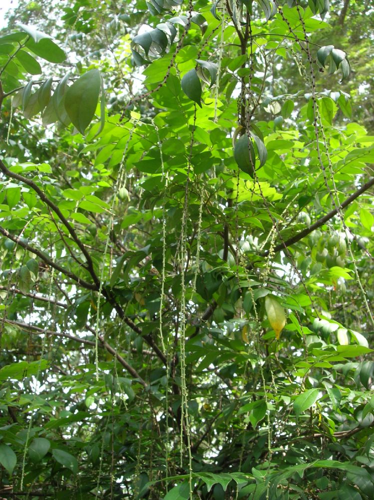Picramniaceae Picramnia antidesma