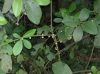 image of Siparuna pauciflora