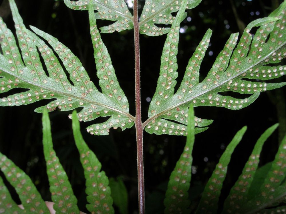 Tectariaceae Tectaria acutiloba