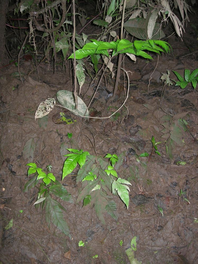 Tectariaceae Tectaria moranii
