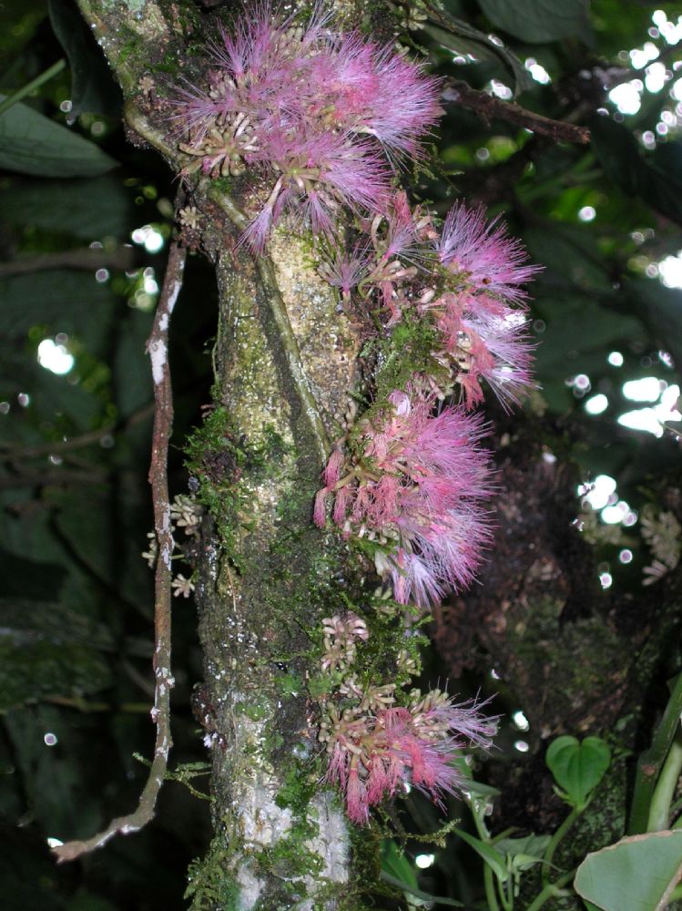 Fabaceae Zygia gigantifoliola