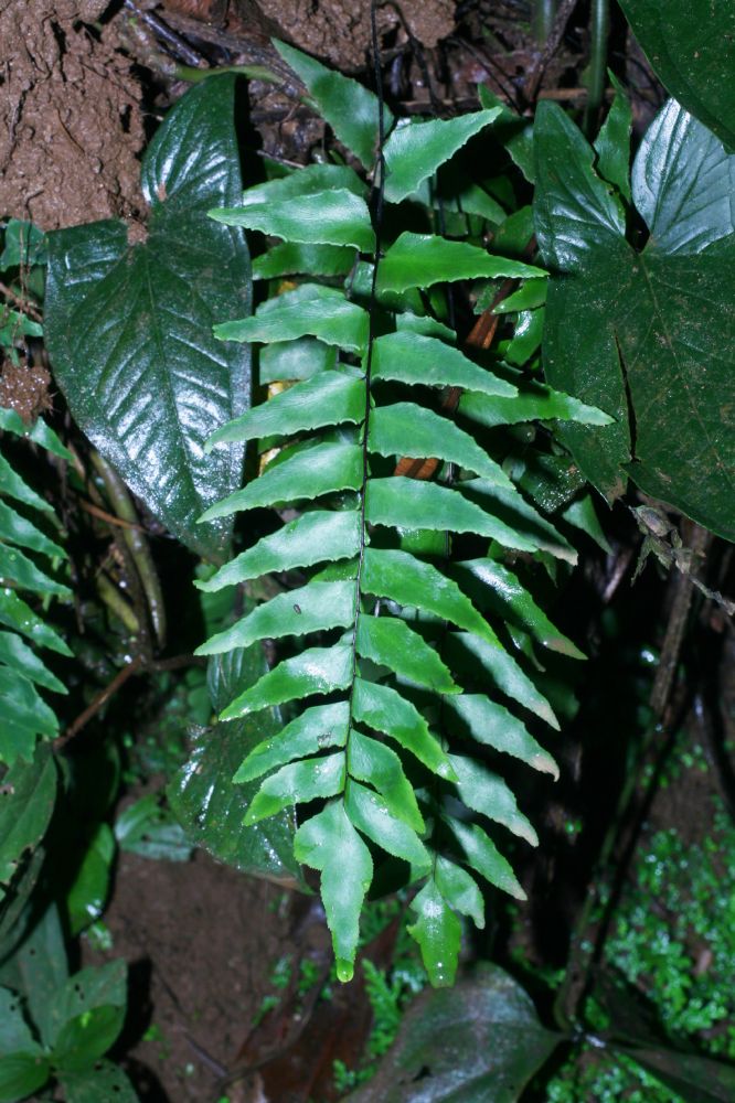Pteridaceae Adiantum petiolatum