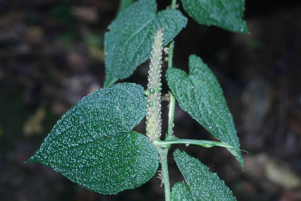 Araceae Anthurium cledemiodes