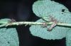 image of Anthurium cledemiodes