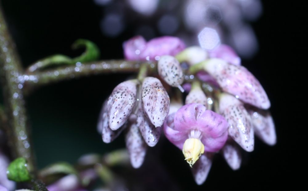 Primulaceae Ardisia nigropunctata