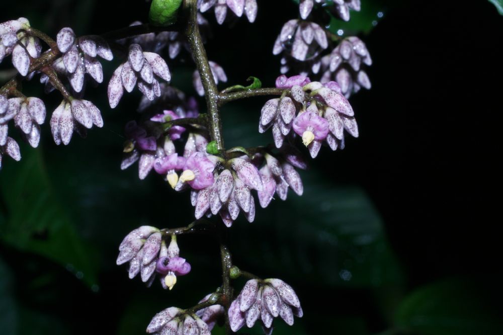 Primulaceae Ardisia nigropunctata