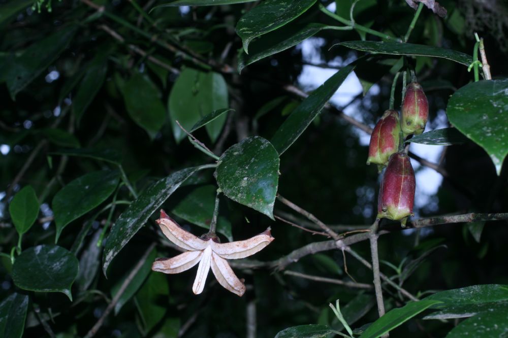 Clusiaceae Clusia gracilis