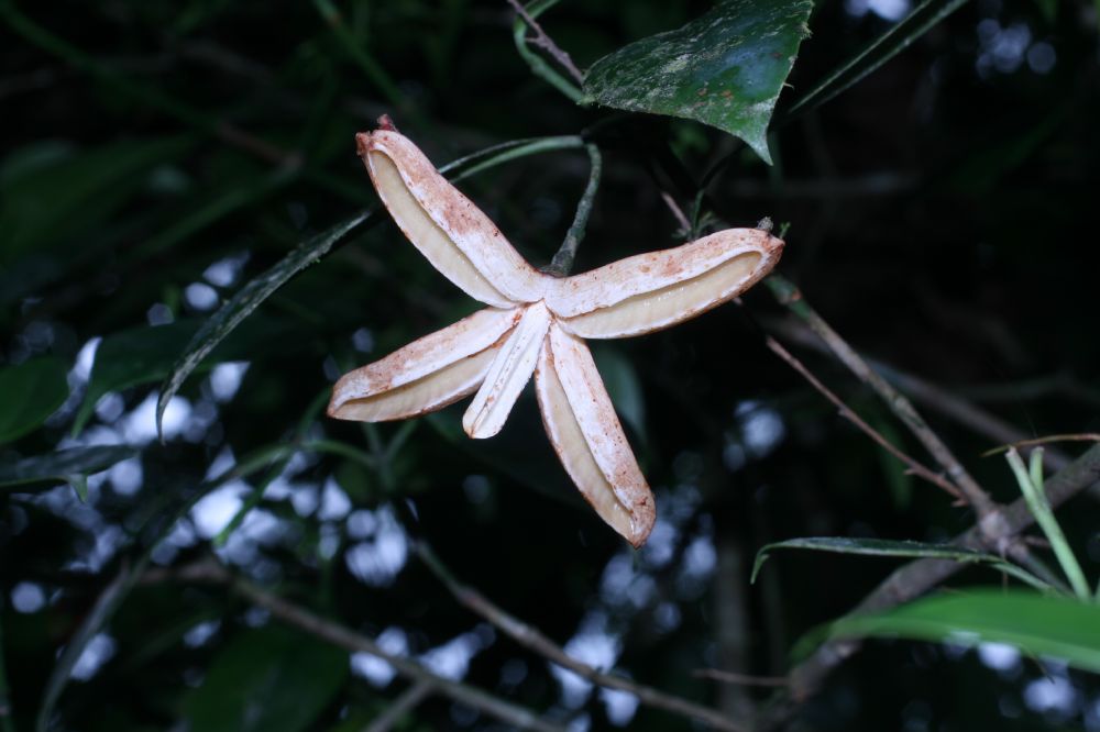 Clusiaceae Clusia gracilis