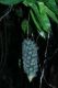 image of Heteropsis oblongifolia
