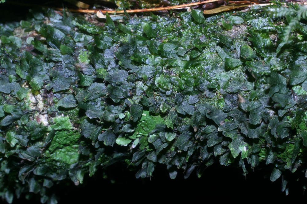 Hymenophyllaceae Didymoglossum angustifrons
