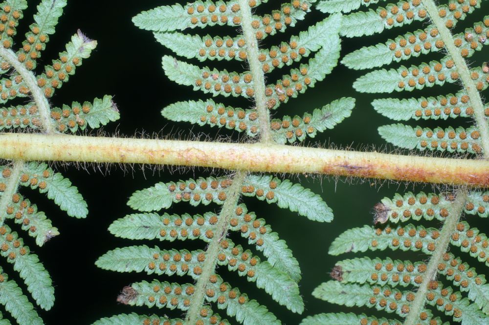 Cyatheaceae Cyathea bicrenata