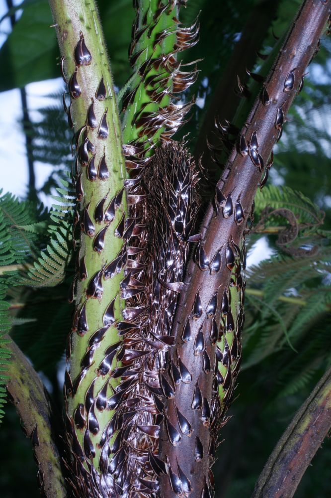 Cyatheaceae Cyathea bicrenata