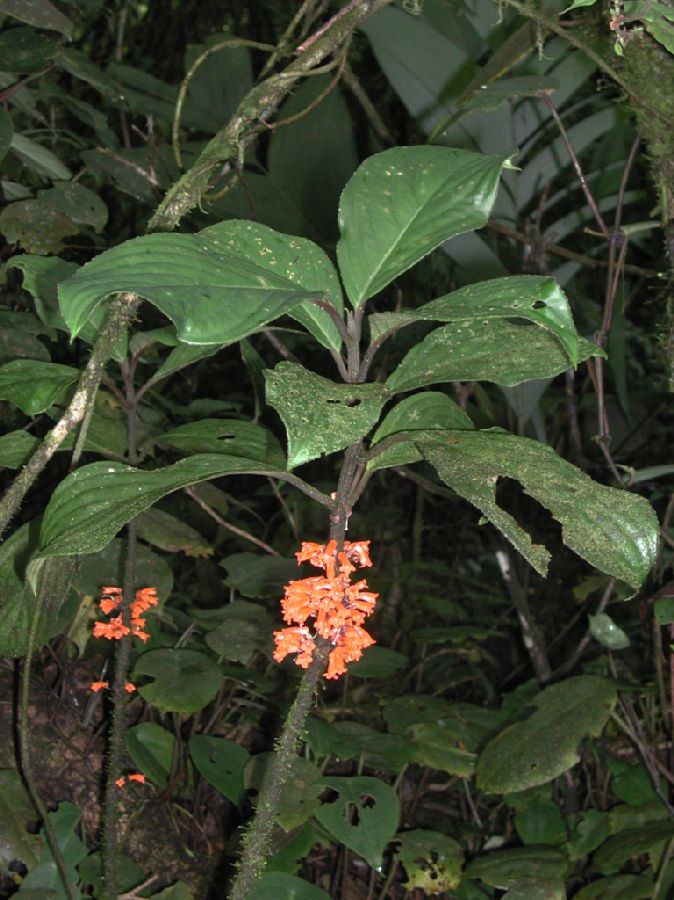 Gesneriaceae Besleria 