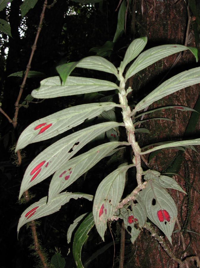 Gesneriaceae Columnea 
