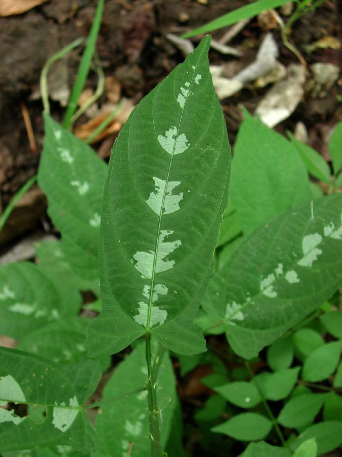 Smilacaceae Smilax 