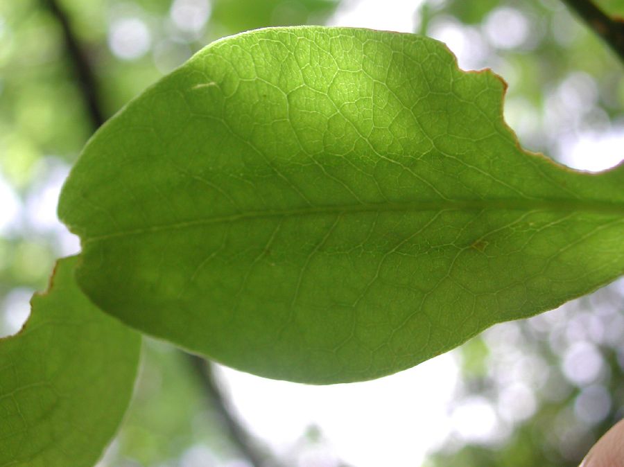 Erythroxylaceae Erythroxylum havanense
