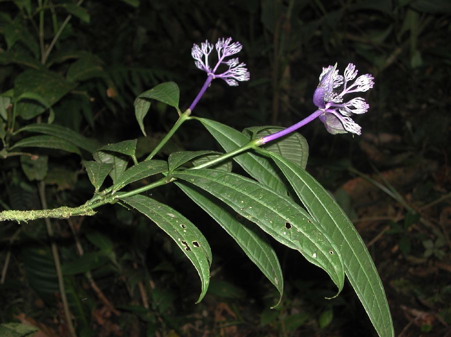 Rubiaceae Faramea 