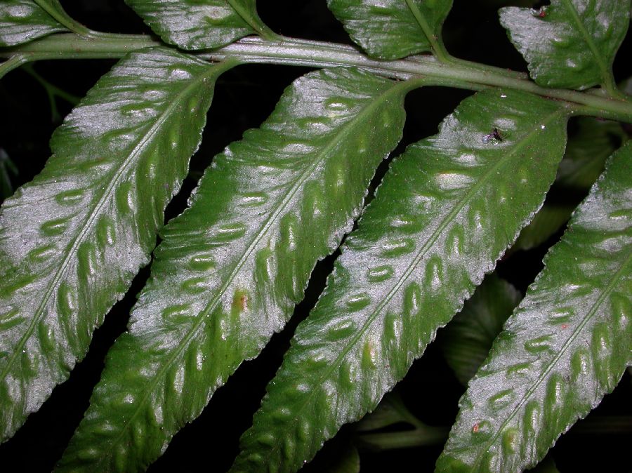 Aspleniaceae Asplenium feei