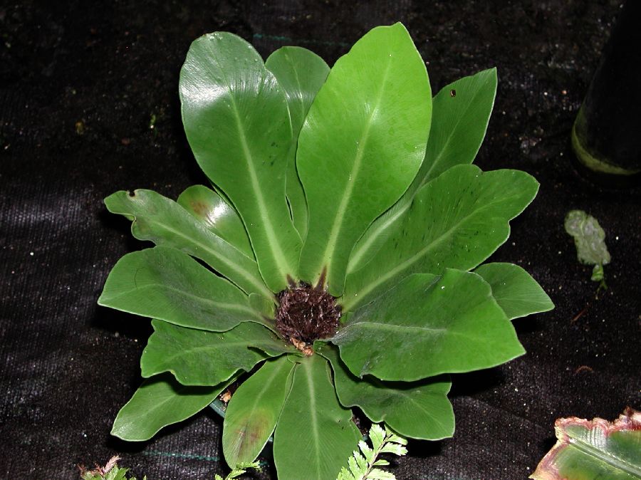 Aspleniaceae Asplenium goudeyi