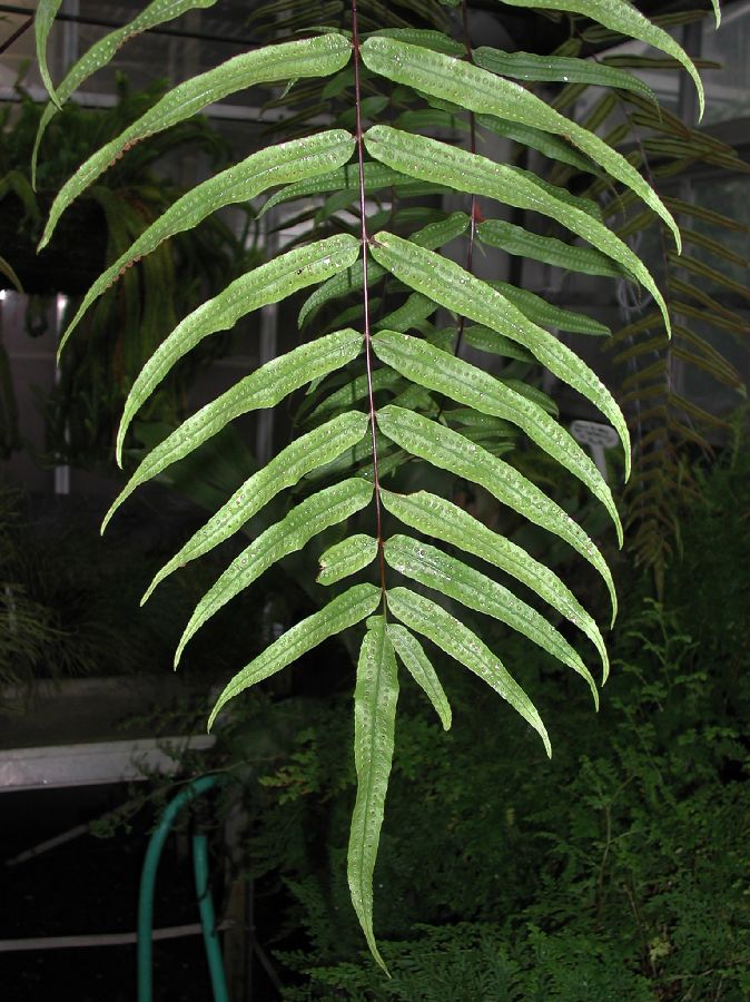 Polypodiaceae Goniophlebium percussum