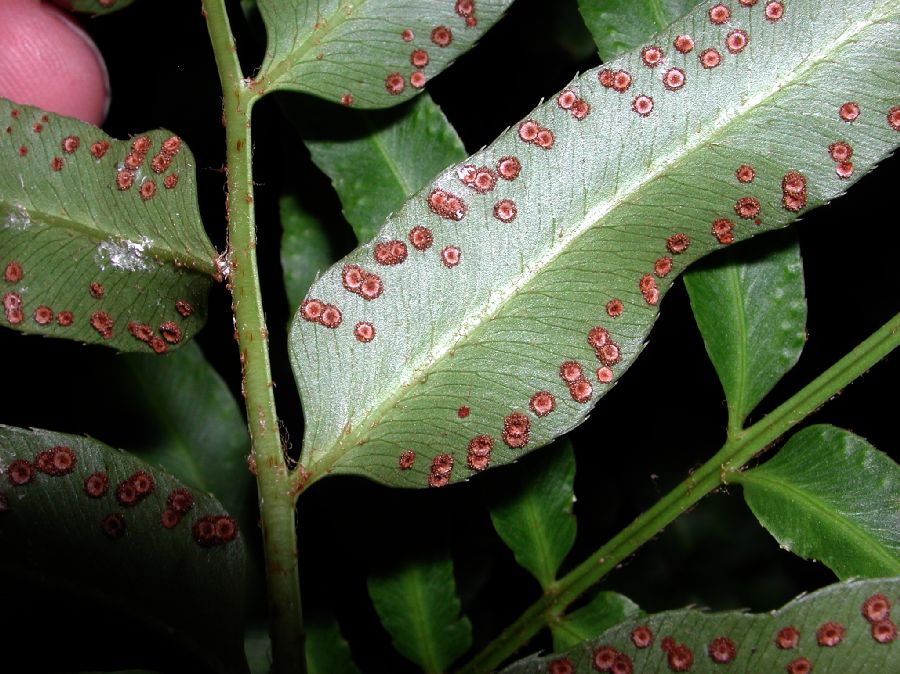 Dryopteridaceae Phanerophlebia umbonata