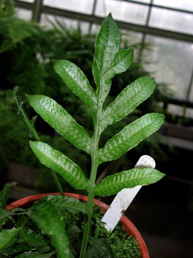 Polypodiaceae Polypodium rhachypterigium