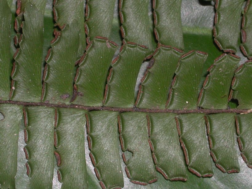 Pteridaceae Adiantum tetraphyllum