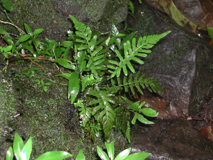 Thelypteridaceae Amauropelta aspidioides