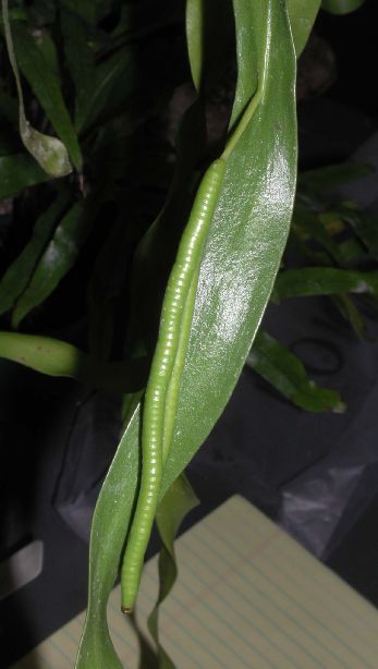 Ophioglossaceae Ophioglossum pendulum