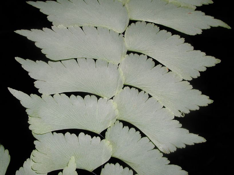 Pteridaceae Adiantum trapeziforme