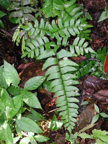 Pteridaceae Adiantum variopinnatum