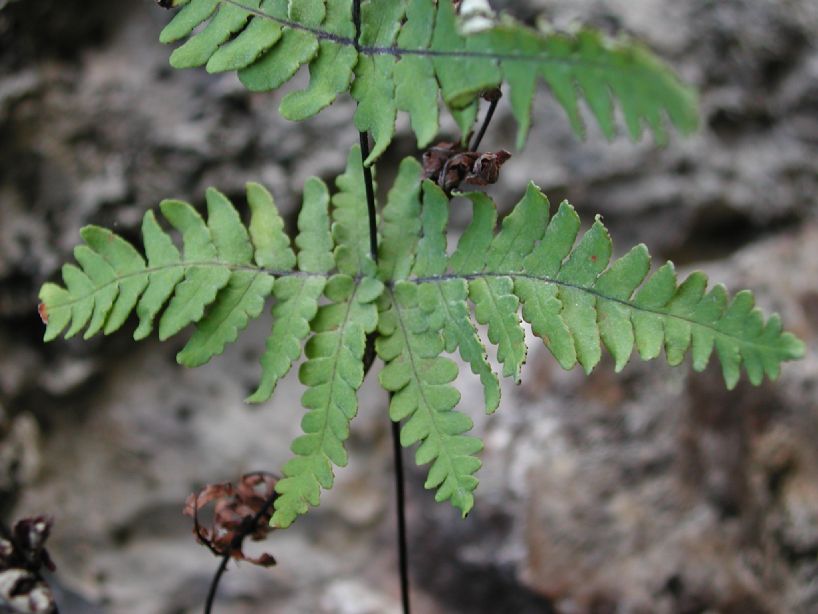 Adiantaceae Aleuritopteris farinosa