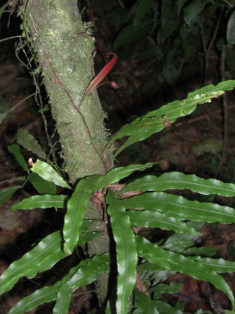 Dryopteridaceae Elaphoglossum amygdalifolium