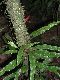 image of Elaphoglossum amygdalifolium