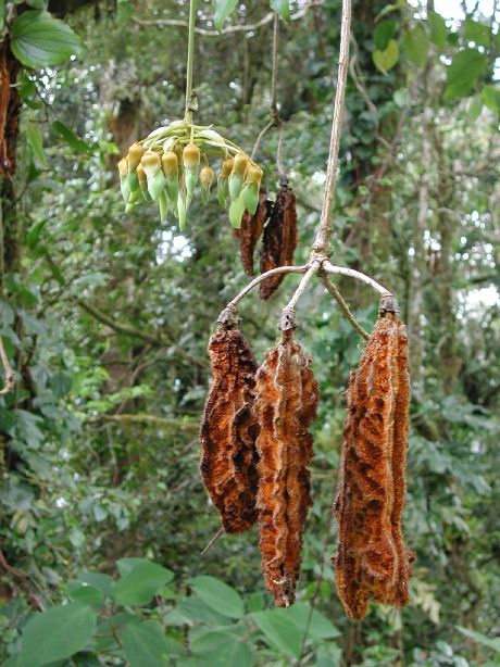 Fabaceae Mucuna 