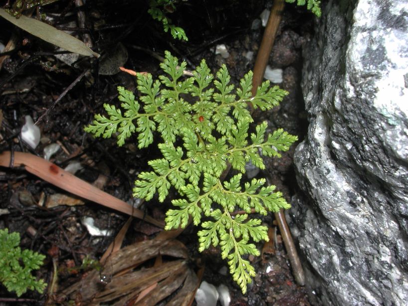 Pteridaceae Aspidotis californica