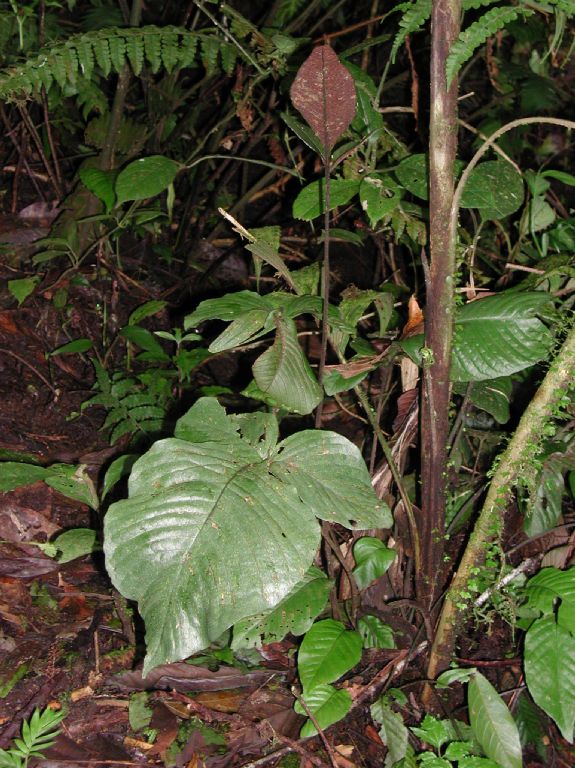 Lomariopsidaceae Mickelia oligarchica