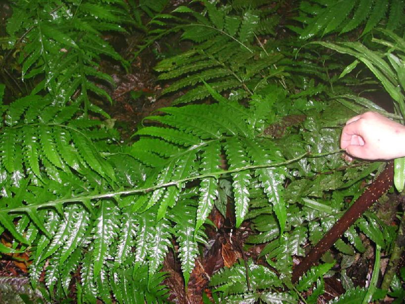 Lomariopsidaceae Bolbitis portoricensis