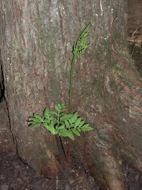Ophioglossaceae Botrychium obliquum