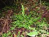 image of Botrychium virginianum