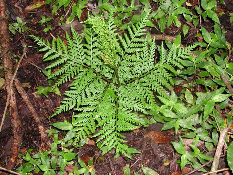 Ophioglossaceae Botrychium virginianum