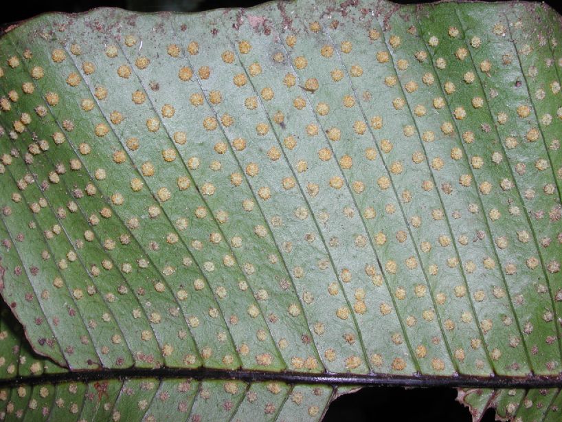 Polypodiaceae Campyloneurum brevifolium