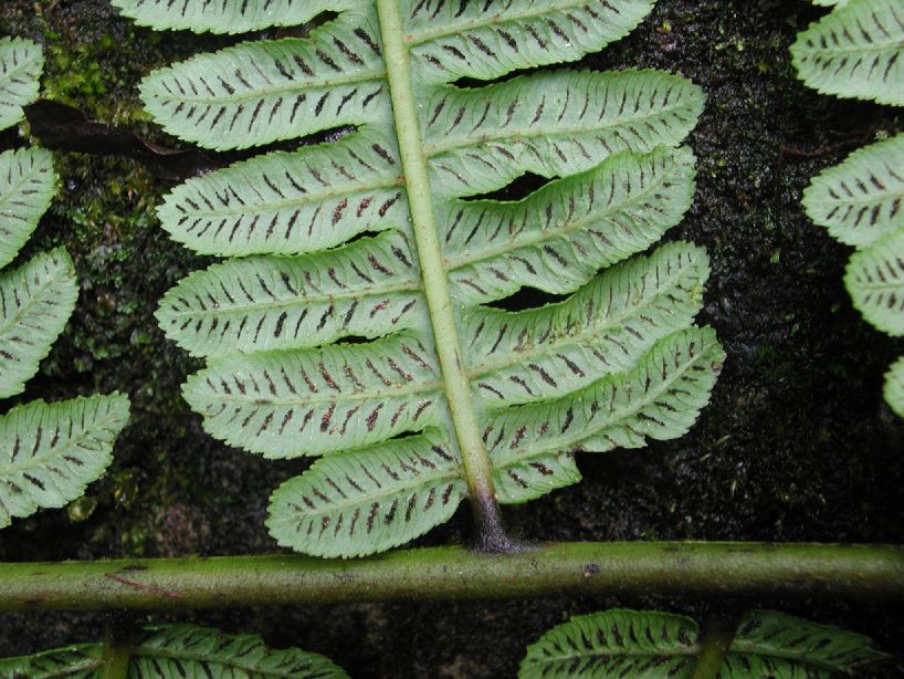 Athyriaceae Diplazium lindigii