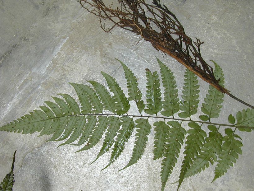 Athyriaceae Diplazium prominulum